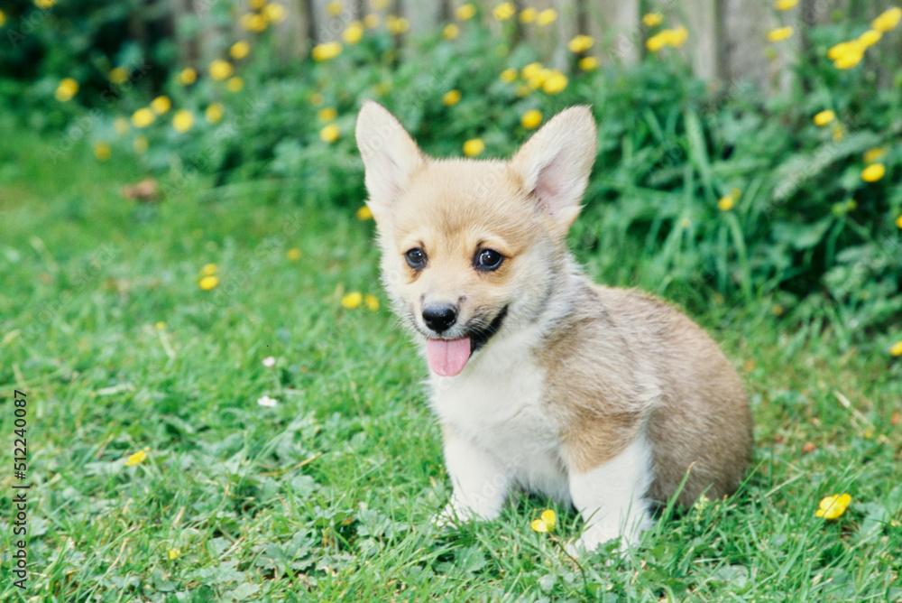 Corgi puppy outside on grass with yellow flowers Corgi puppy outside on grass with yellow flowers