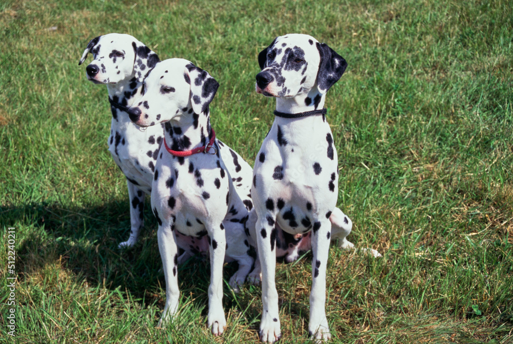 Three dalmatians in grass