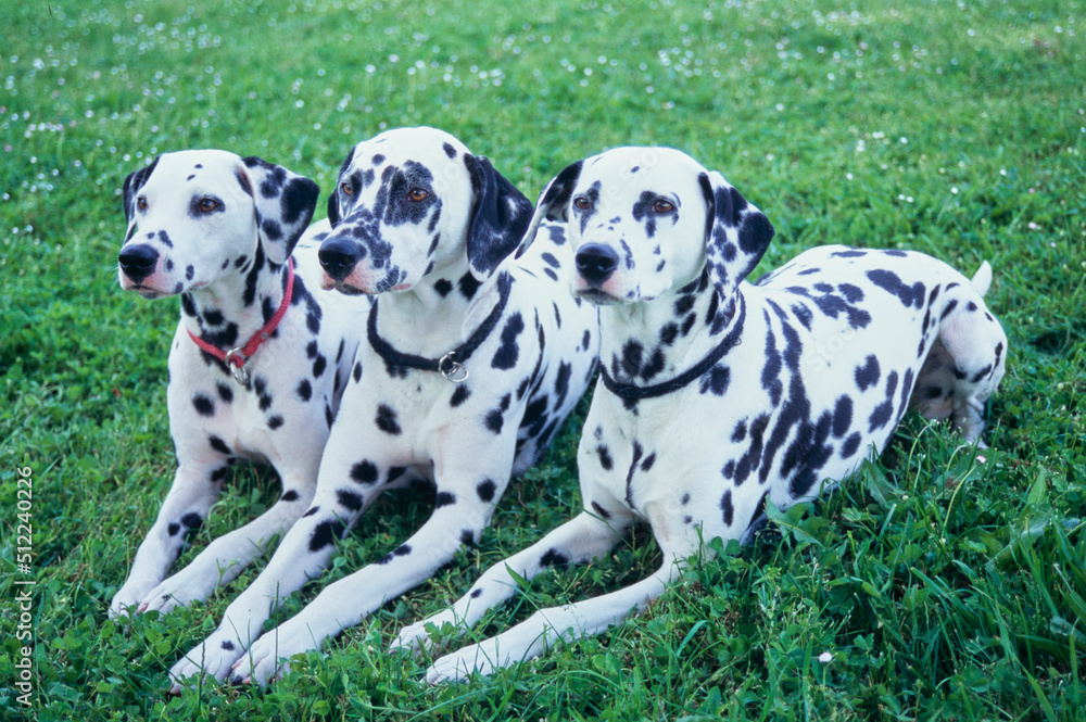 Three dalmatians in grass