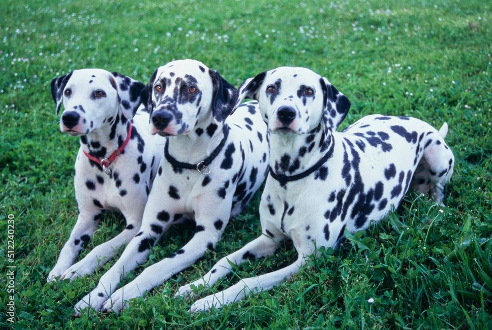 Three dalmatians in grass