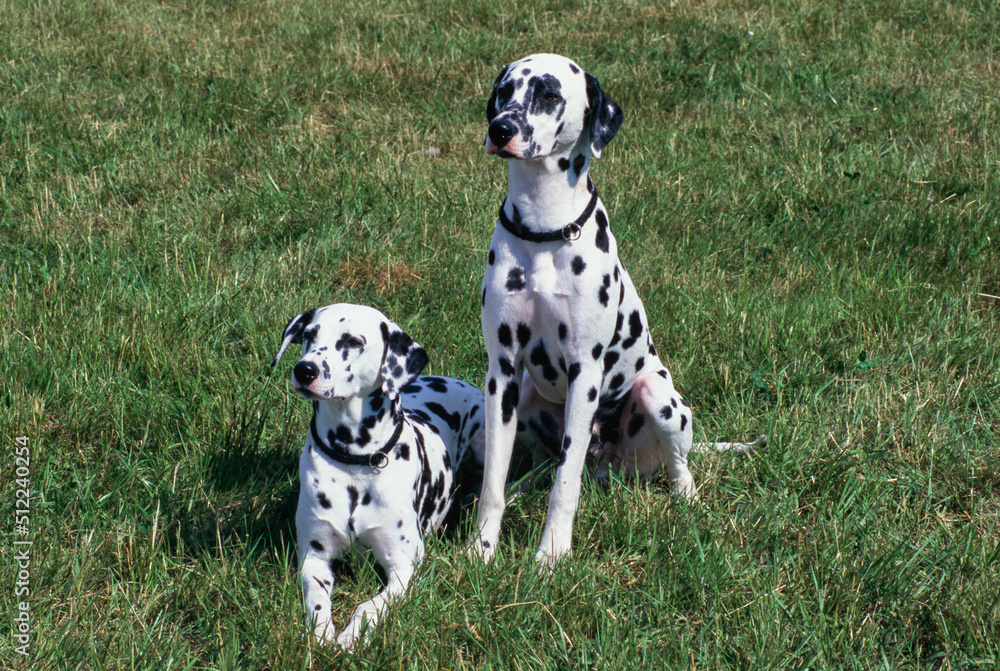 Two dalmatians in grass