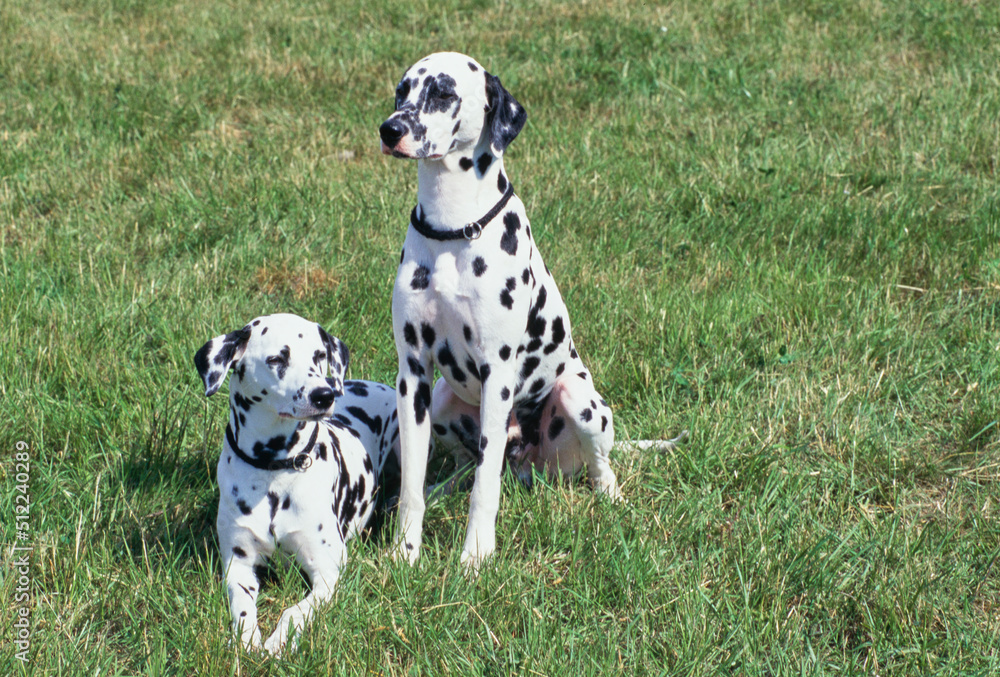 Two dalmatians in grass Two dalmatians in grass