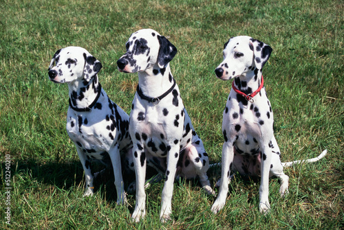 Three dalmatians in grass © SuperStock