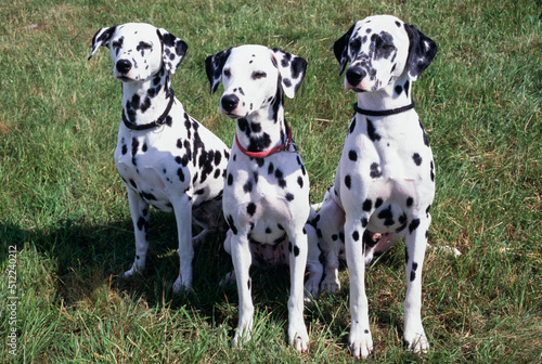 Three dalmatians in grass