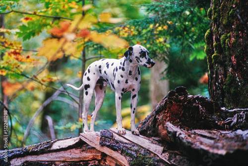 Dalmatian standing on a fallen log