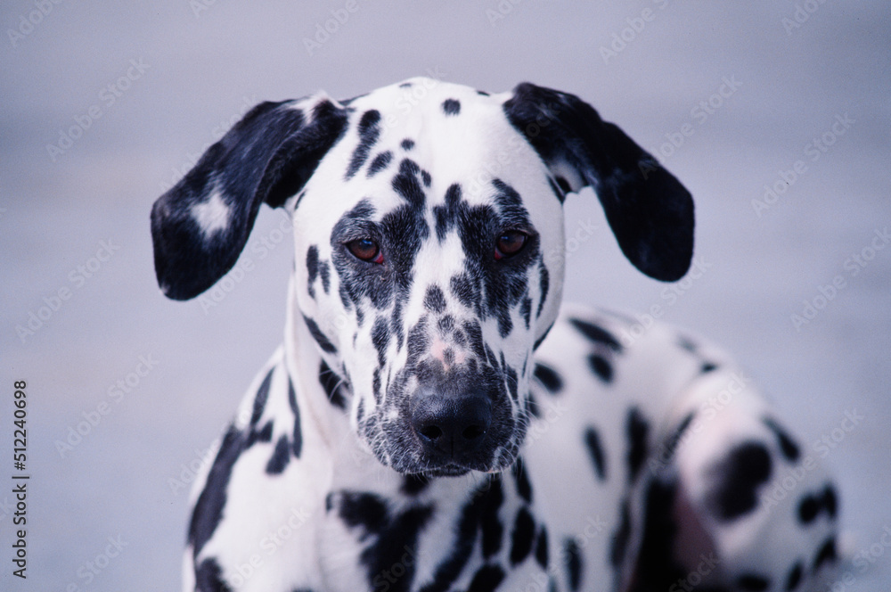 Close-up of a dalmatian's face on white background