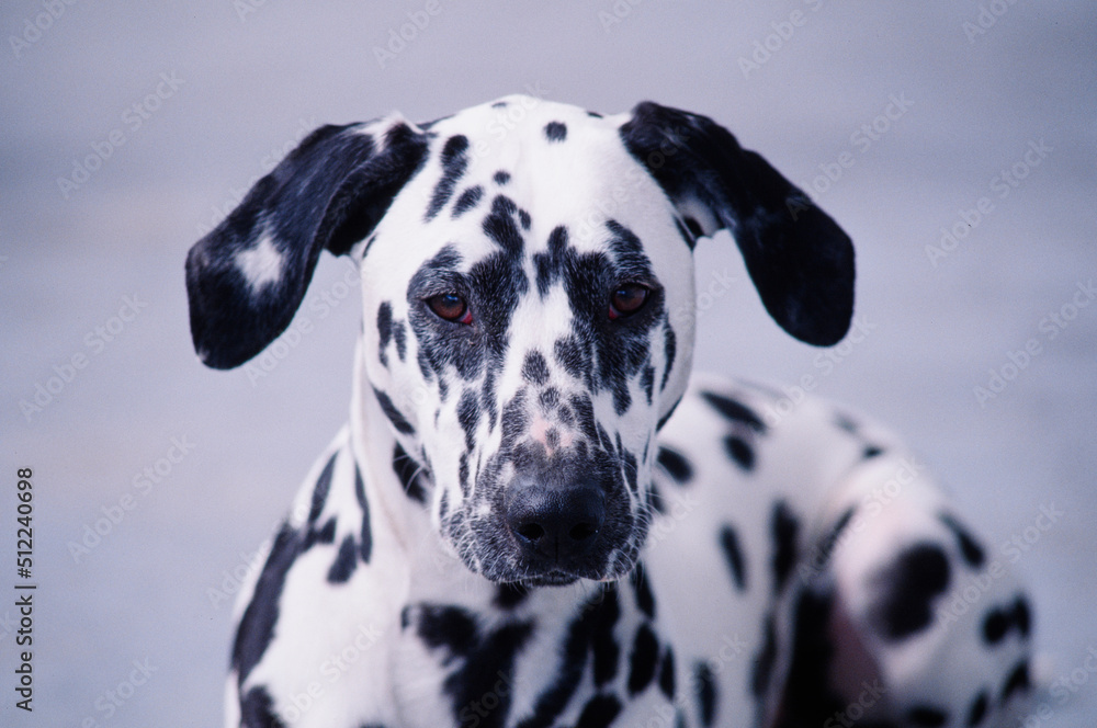 Close-up of a dalmatian's face on white background Close-up of a dalmatian's face on white background