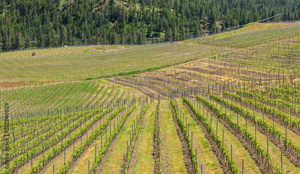 Okanagan Valley, vineyards near Penticton BC. Wine country in Western Canada. Rows of grapes lead down to the waters