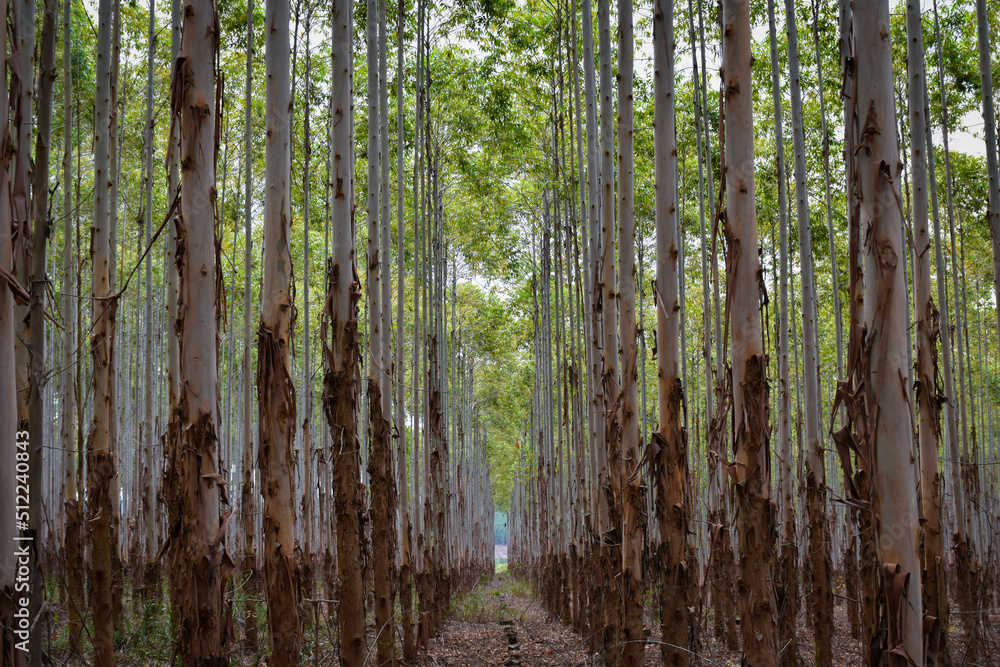 Fototapeta premium Forest Plantation 