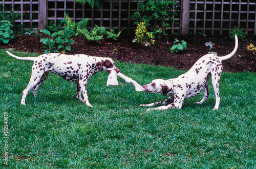 Two dalmatians playing tug in grass