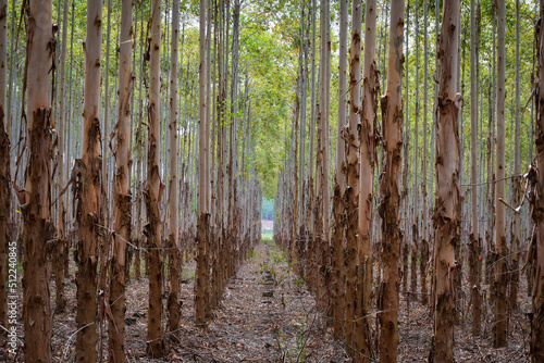 Forest Plantation  photo