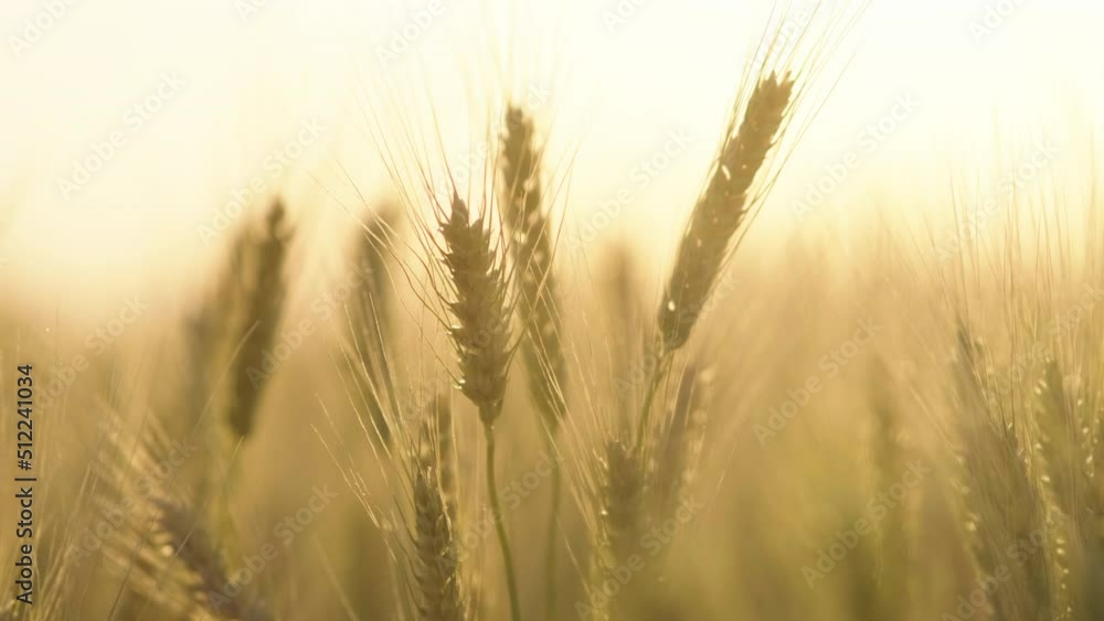 Farmer wheat field. Agriculture. Ears of golden wheat at sunset. Harvesting on fertile soil. Golden wheat field. Harvest on fertile soil. Wheat ears in sun. Farmer fertile field. Agriculture concept Farmer wheat field. Agriculture. Ears of golden wheat at sunset. Harvesting on fertile soil. Golden wheat field. Harvest on fertile soil. Wheat ears in sun. Farmer fertile field. Agriculture concept