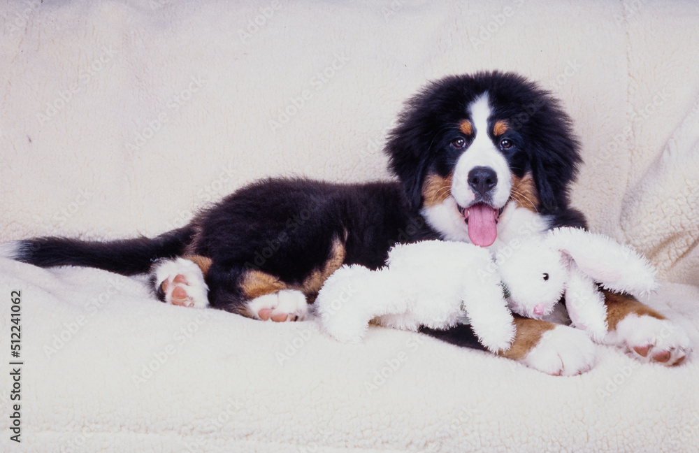 Bernese mountain dog puppy laying on white fabric with a stuffed toy bunny