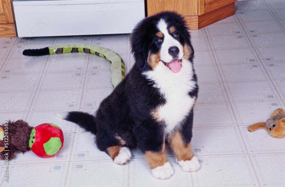 Bernese mountain dog puppy sitting on a kitchen floor and surrounded by toys