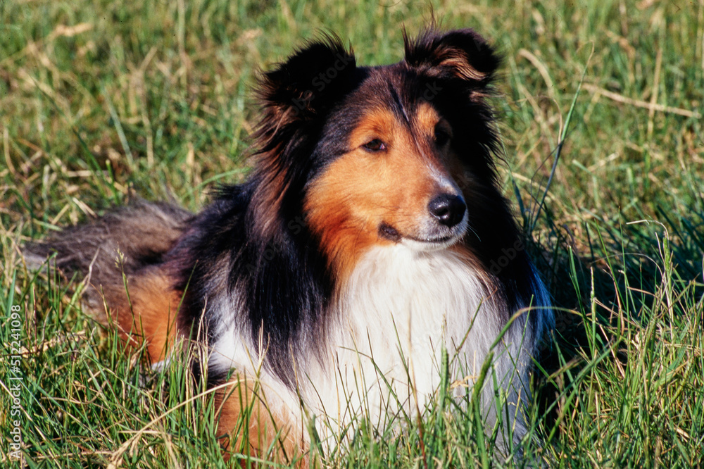 A sheltie dog laying in a grassy field