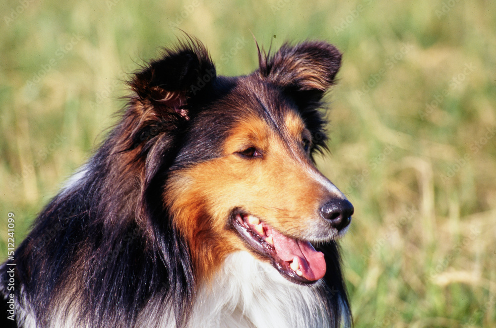 Close-up of a sheltie dog's face with defocused grass in the background