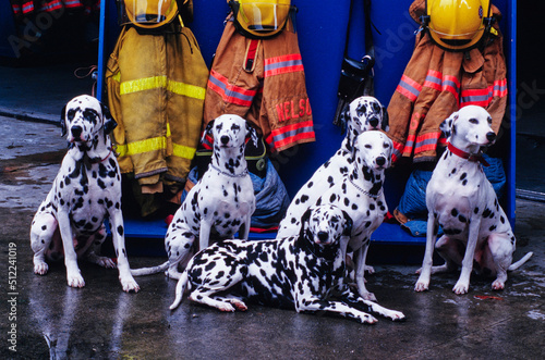 Several dalmatians sitting in front of firefighter gear