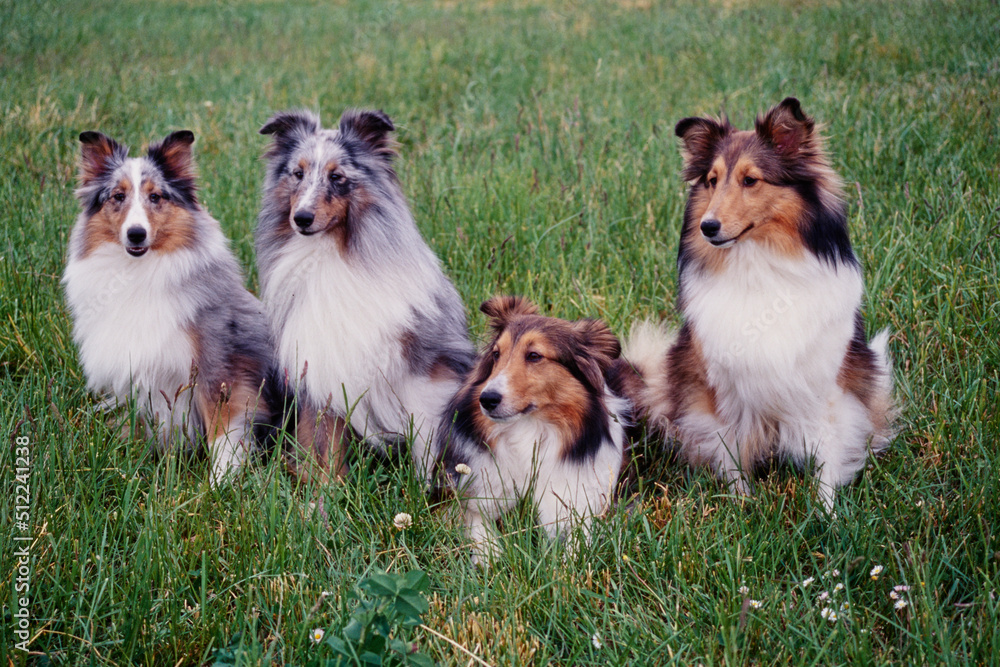 Four sheltie dogs in a grassy field