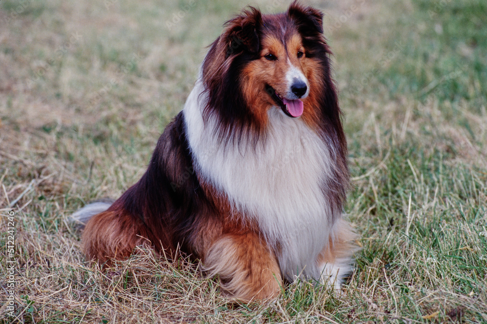 A sheltie dog sitting in a grassy field