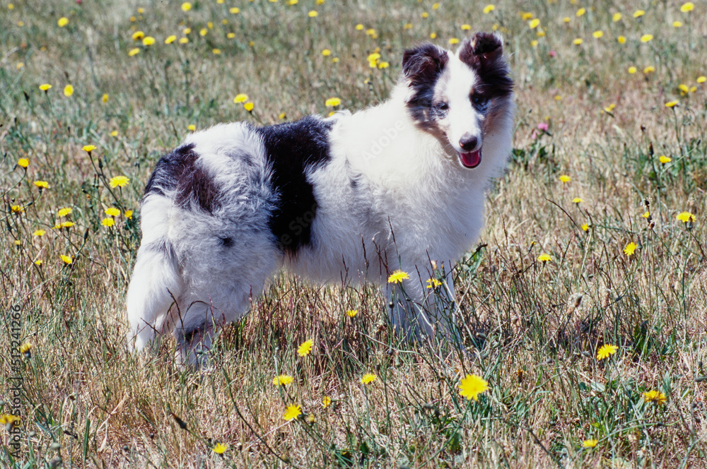 Obraz premium A sheltie dog in a grassy field with yellow wildflowers