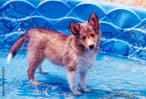 A Sheltie puppy dog standing in a wading pool photo