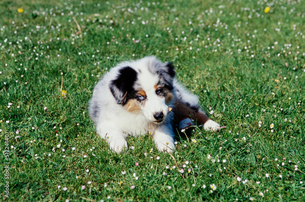 An Australian shepherd puppy dog laying in a grass lawn and chewing on a twig