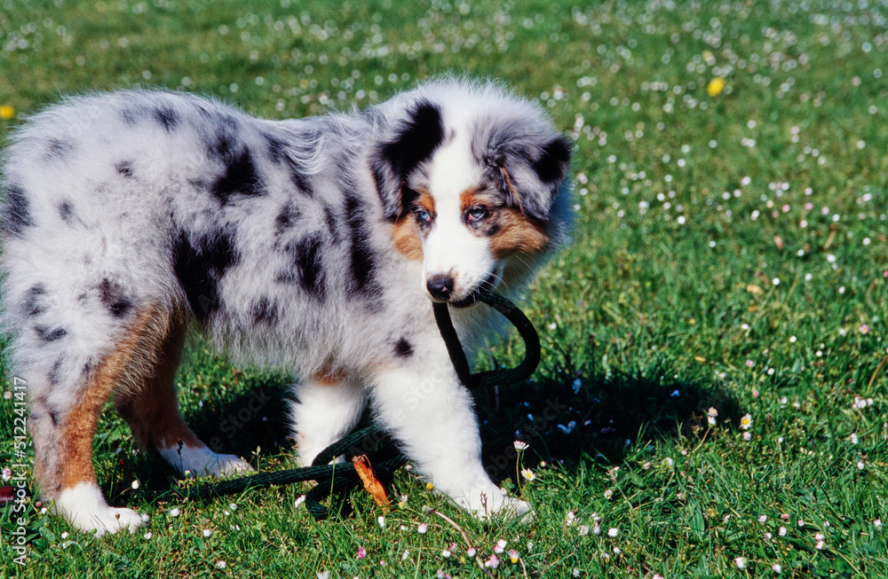 An Australian shepherd puppy dog standing in a grass lawn carrying a leash in its mouth An Australian shepherd puppy dog standing in a grass lawn carrying a leash in its mouth