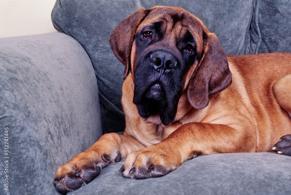 An English mastiff laying on a gray sofa
