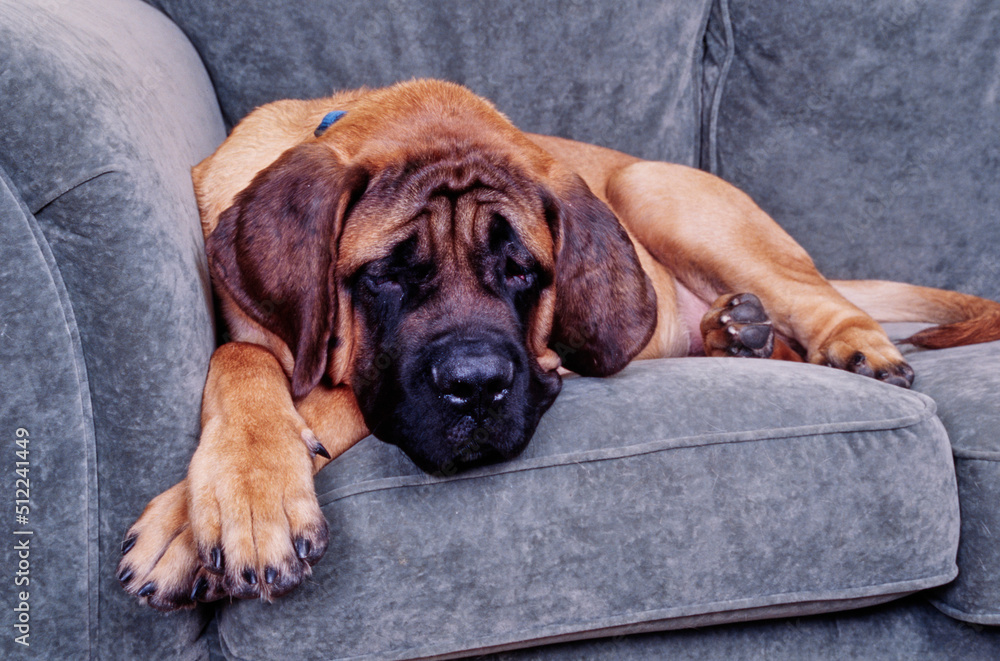 An English mastiff laying on a gray sofa An English mastiff laying on a gray sofa