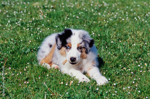 An Australian shepherd puppy dog laying in a grass lawn and chewing on a twig