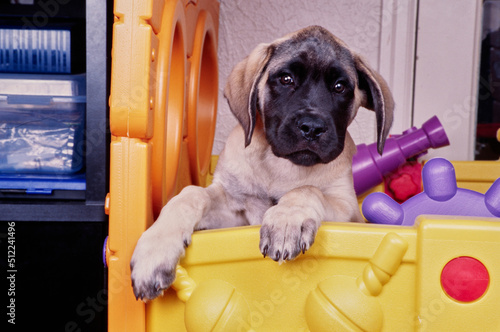 An English mastiff puppy dog in a playhouse