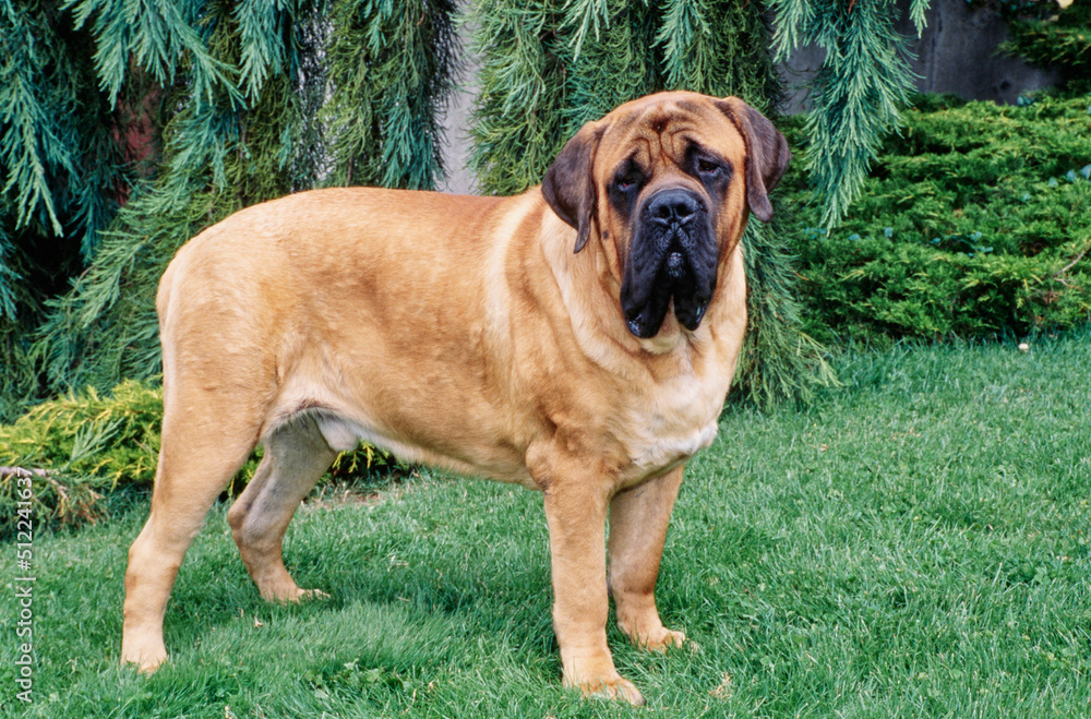 An English mastiff standing on a grass lawn