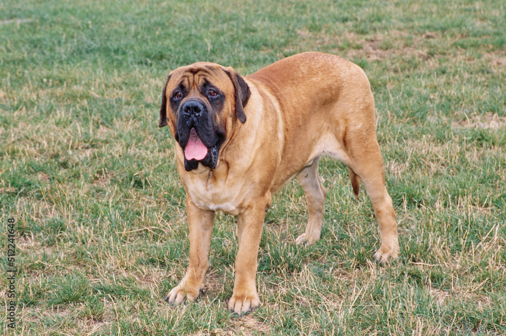 An English mastiff standing on a grassy field An English mastiff standing on a grassy field