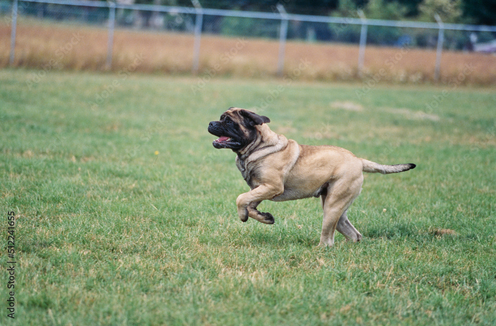 An English mastiff running on a grassy field