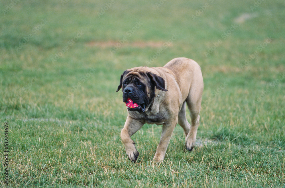 An English mastiff carrying a red ball on a grassy field