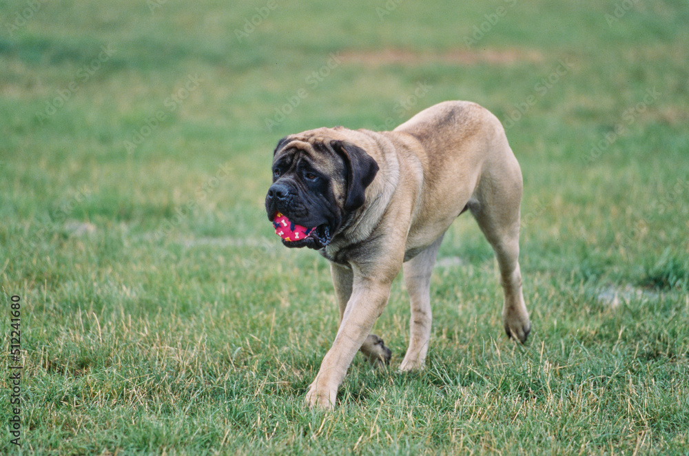 An English mastiff carrying a red ball on a grassy field