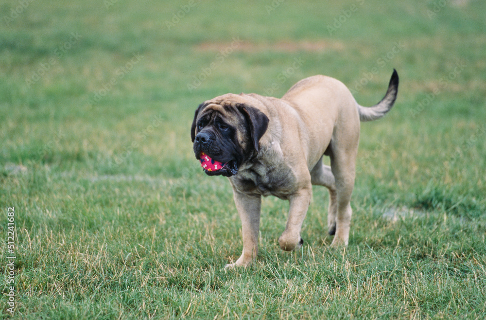 An English mastiff carrying a red ball on a grassy field An English mastiff carrying a red ball on a grassy field