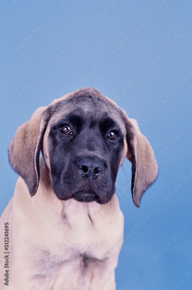 An English mastiff puppy dog on a blue background An English mastiff puppy dog on a blue background