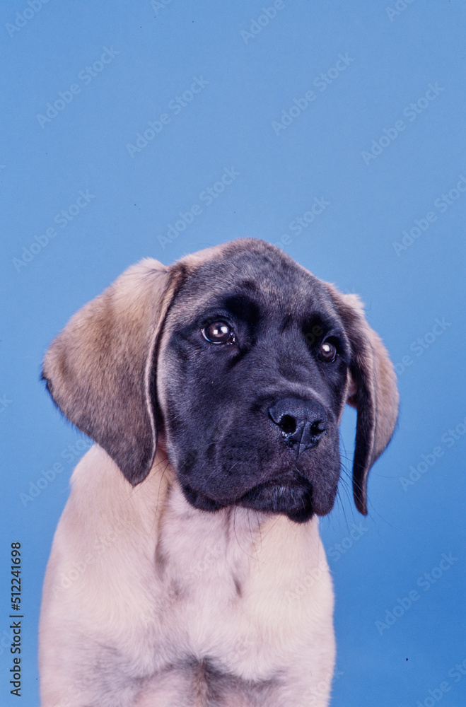 An English mastiff puppy dog on a blue background