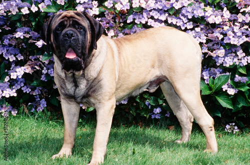 Принти на полотні An English mastiff standing on a grass lawn with purple flowers in the backgroun