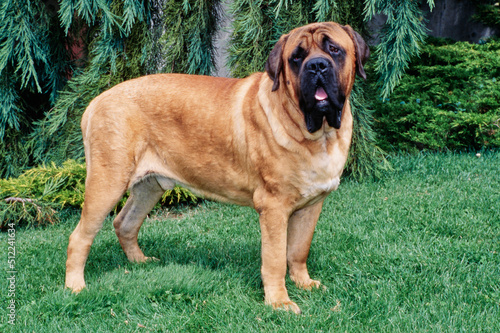 Obraz na płótnie An English mastiff standing on a grass lawn
