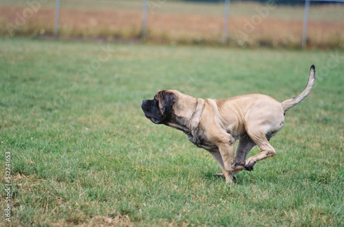 An English mastiff running on a grassy field © SuperStock