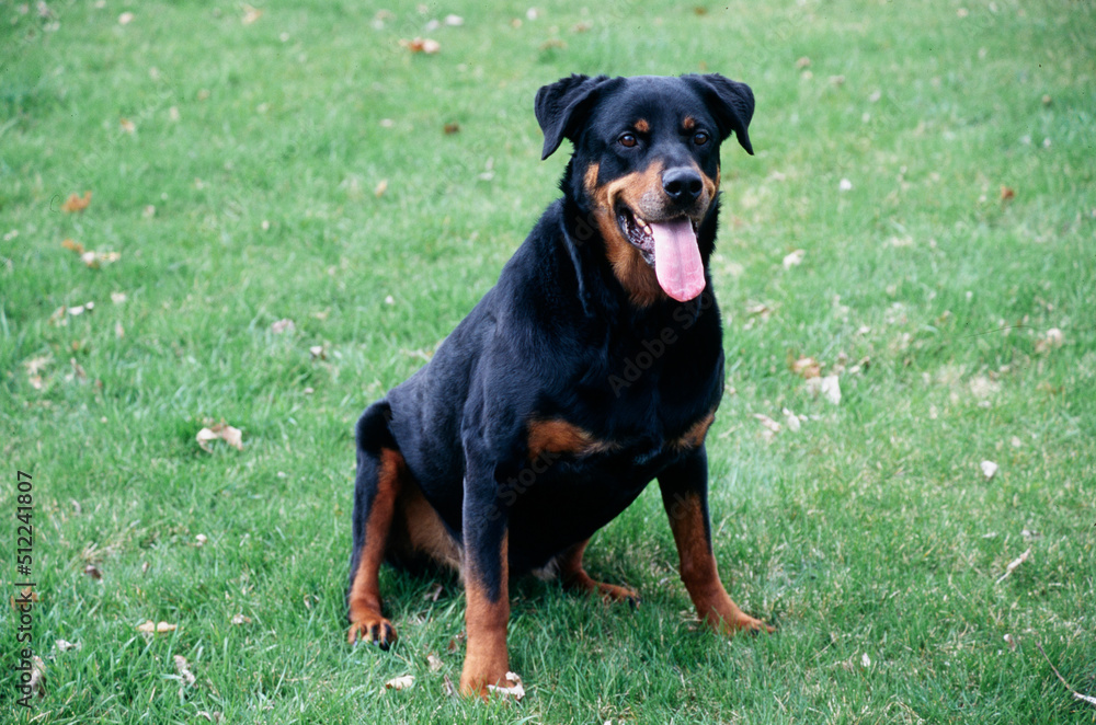A rottweiler dog sitting in green grass A rottweiler dog sitting in green grass