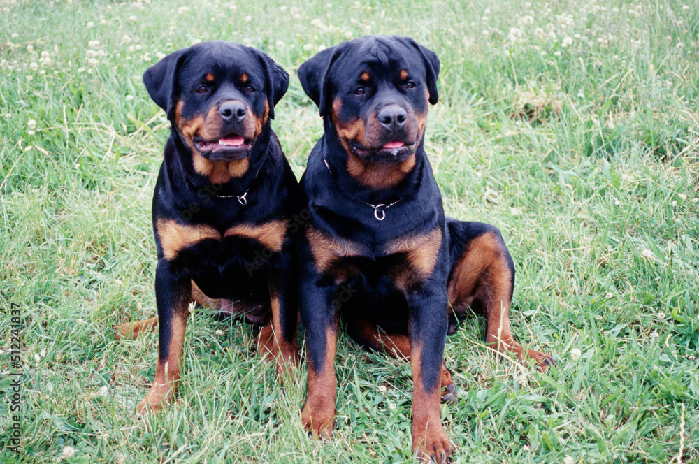 A pair of rottweiler dogs sitting in grass