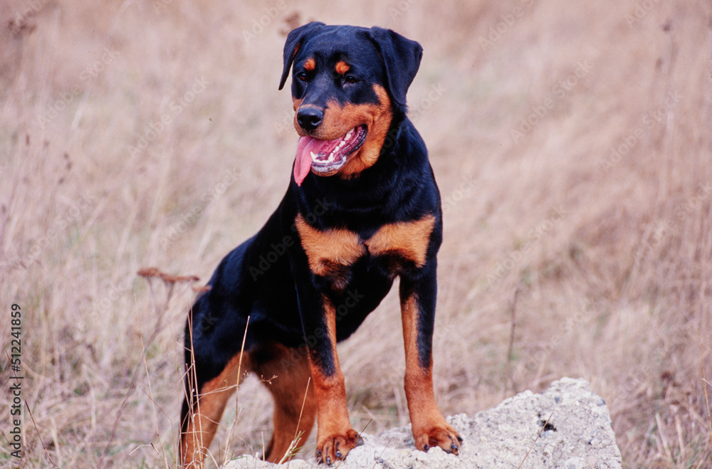 A rottweiler dog standing on a rocky object in a dry grassy field