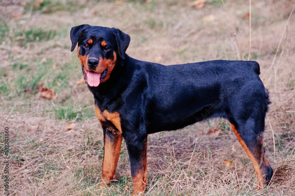 A rottweiler dog standing in a dry grassy field