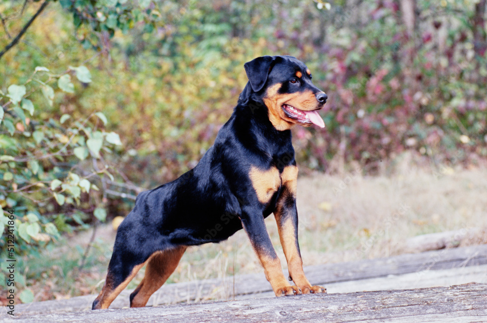 A rottweiler dog standing on a log with greenery in the background A rottweiler dog standing on a log with greenery in the background