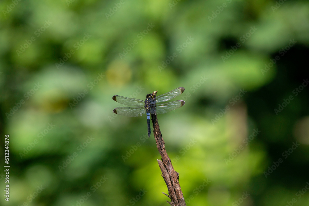 blue dragonfly on a green leaf blue dragonfly on a green leaf