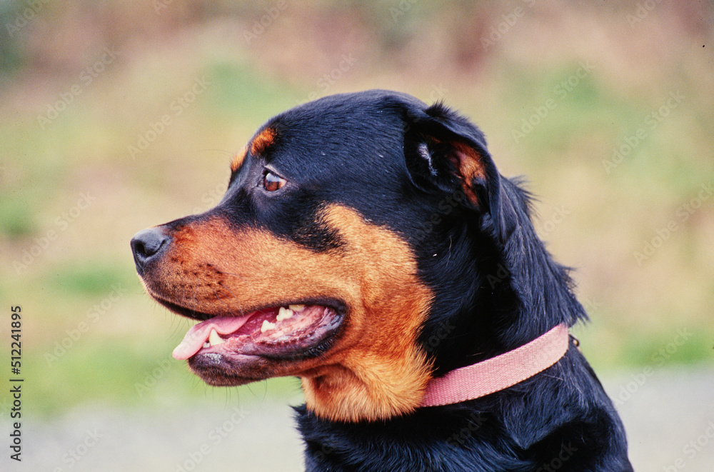 Close-up side profile of a rottweiler dog's face Close-up side profile of a rottweiler dog's face