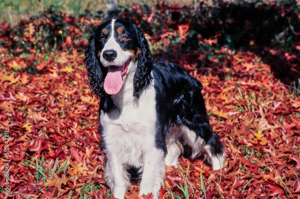 An English springer spaniel standing in a patch of red and orange leaves